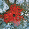 /album/fotogalerij-inspiratie/andy-goldsworthy-maple-leaves-arrangement-png1/