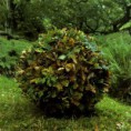 /album/fotogalerij-inspiratie/leaveball-jpg/